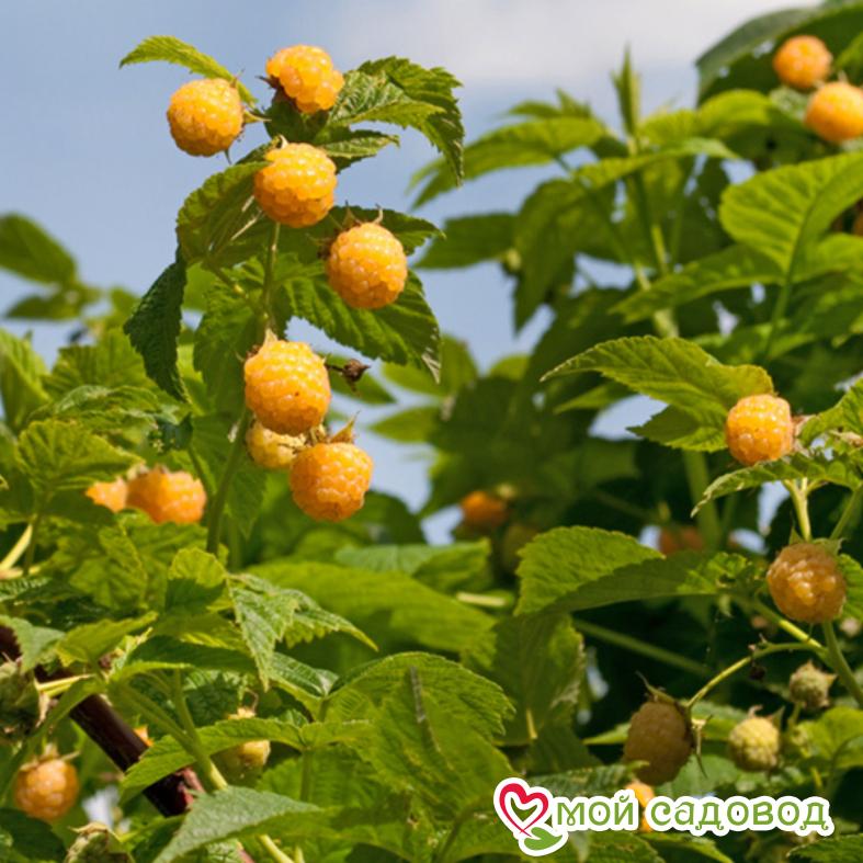 Малина Утрення роса