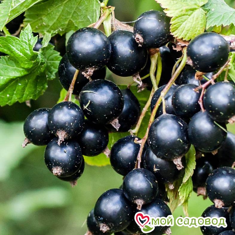 Черная смородина Атлант