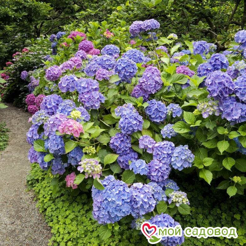 Гортензия крупнолистная Блауэр Цверг ЗКС