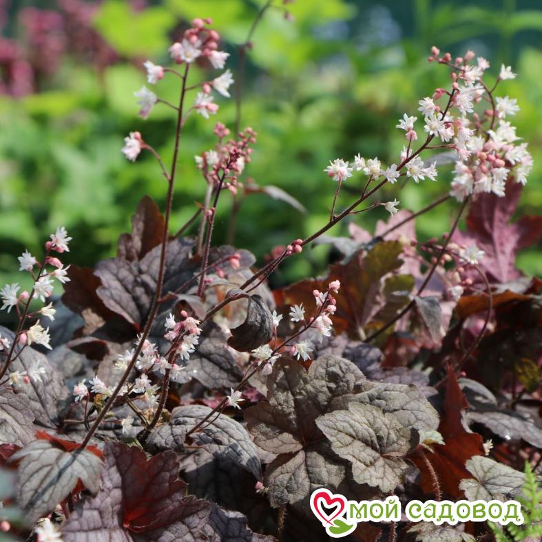 Гейхера Инфинити