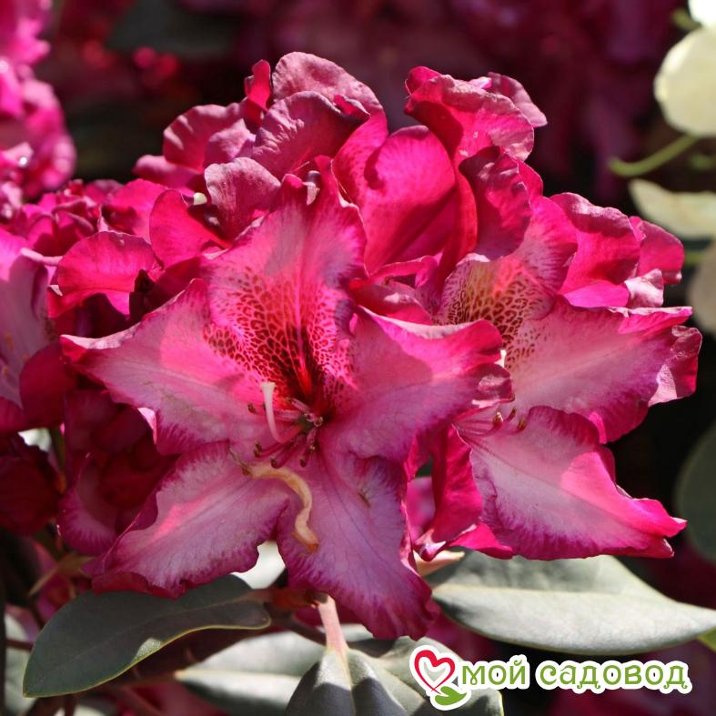 Азалия/РОДОДЕНДРОН МИДНАЙТ МИСТИК