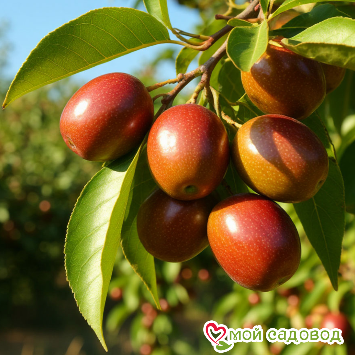 Зизифус Изумруд